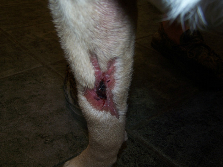 As the wound begins to heal the outer layer of skin start to come back and so does the fur surrounding the wound.